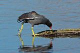 Common Gallinule