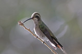 Rivolis Hummingbird
