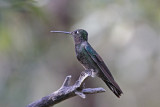 Rivolis Hummingbird