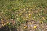 Squash field