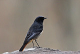 Black Redstart