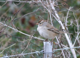 White-crowned sparrow