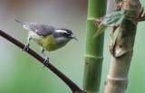 Bananaquit