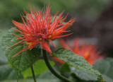 Costa Rican flowers