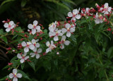 Costa Rican flowers