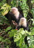 White-faced monkeys