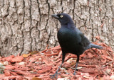 Common Grackle