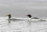 Common mergansers