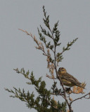 Bobolink (female)