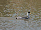 Clarks Grebe