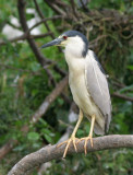 Black-crowned Night Heron