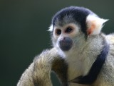 Squirrel monkey