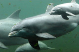 Bottlenose Dolphins 02