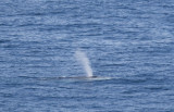 Fin Whale 01