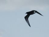 Parasitic Jaeger