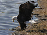 Bald Eagle Wing Flap