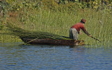 Reaching for Lake Grass