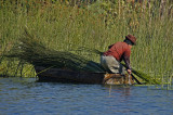 Moving Lake Grass into Boat