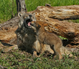 Wolf Providing Pup Food