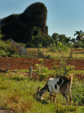 Vinales Valley with Goat