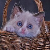 Cappuccino Peeking out of Basket