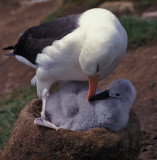 Albatross Beak to Beak