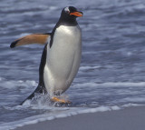 Gentoo Leaving Ocean