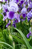 IMG_4971-1.1 Iris, fleur darc-en-ciel - Otterburn Park - Qubec