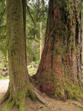 Cathedral Grove