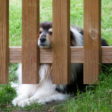 Saska, un des beaux chiens de la maisonne alsacienne