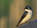 Hirondelle Bicolore - Tree Swallow 