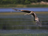 Grand Heron - Great Blue Heron