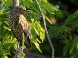 Bihoreau Gris - Black-crowned Night-Heron 