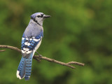 Geai Bleu - Blue Jay