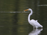 Grande Aigrette - Great Egret 