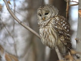Chouette Raye - Barred Owl