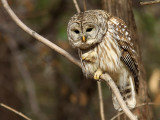 Chouette  Raye - Barred Owl 