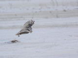 Harfang des Neiges - Snowy Owl  
