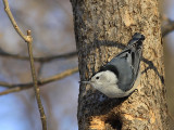 Sitelle a poitrine blanche - White-breasted Nuthatch