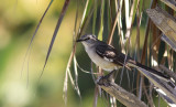 Moqueur Polyglotte - Northern Mockingbird 