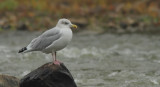 Goeland Argent - Herring Gull