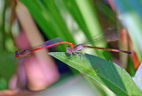 Duckweed Firetails