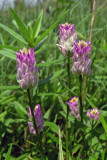 Purple Milkwort