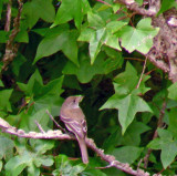 Willow Flycatcher at Nest