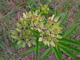 Green Antelopehorn (Asclepsias viridis)