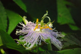 Passion Flower