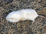 Bairds Pocket Gopher - leucistic