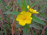 Ludwigia leptocarpa