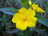 Ludwigia leptocarpa