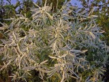 Snow-on-the-Prairie